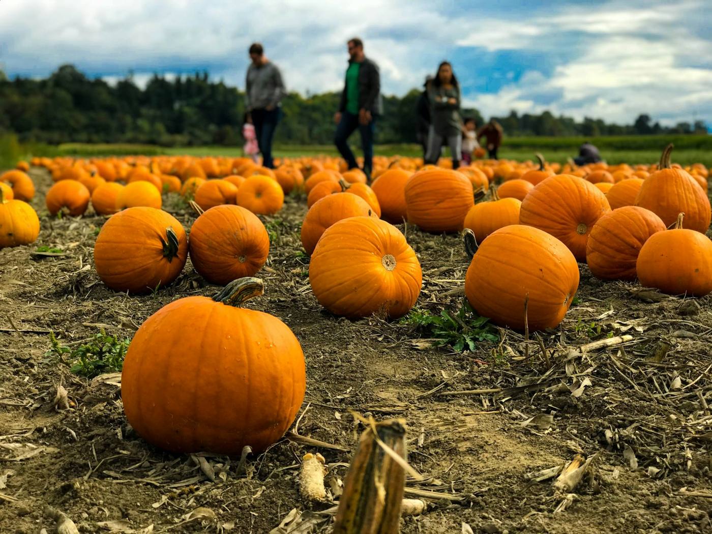 Kürbisfeld im Herbst