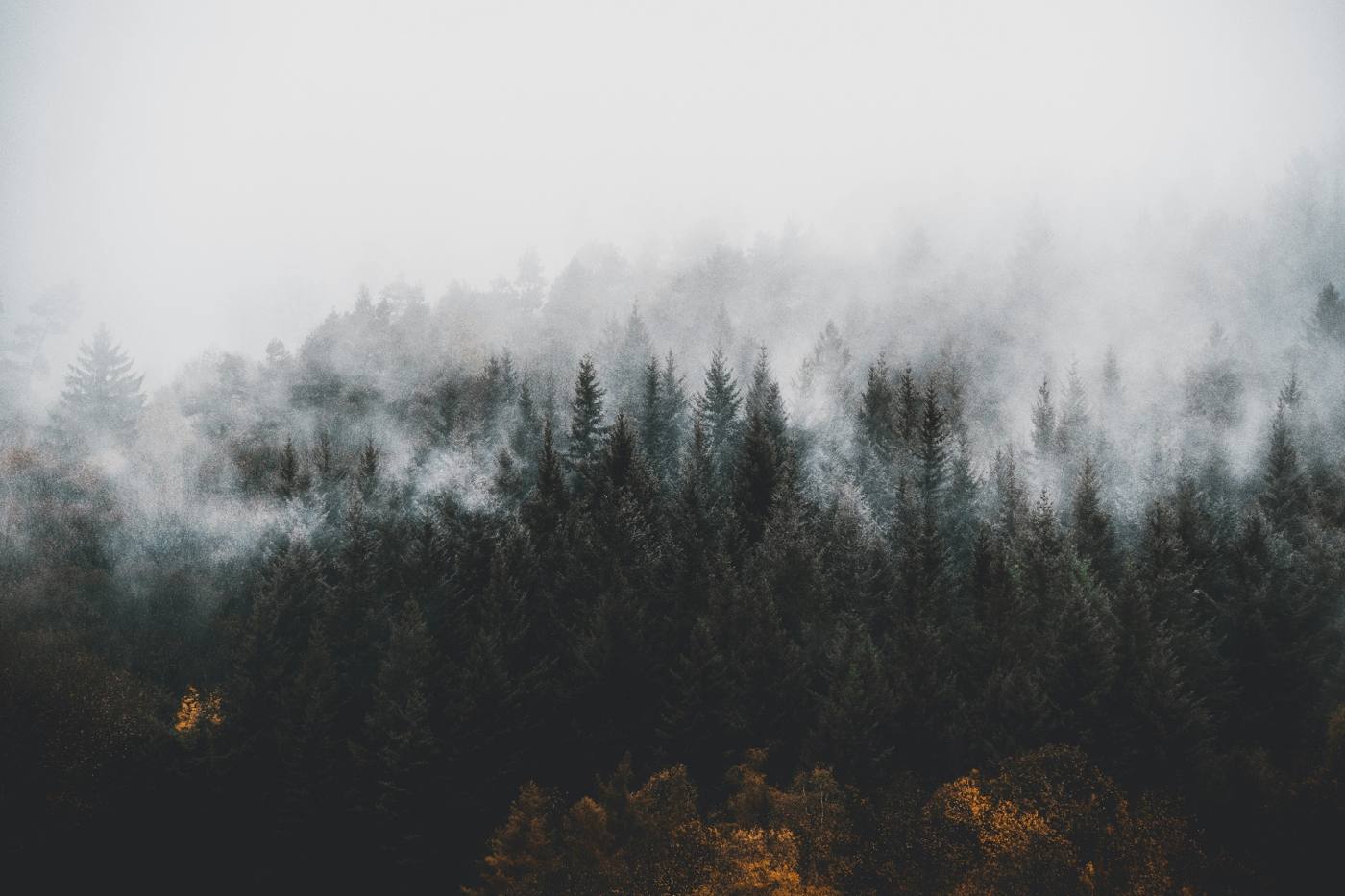 Nebel über den Tannen
