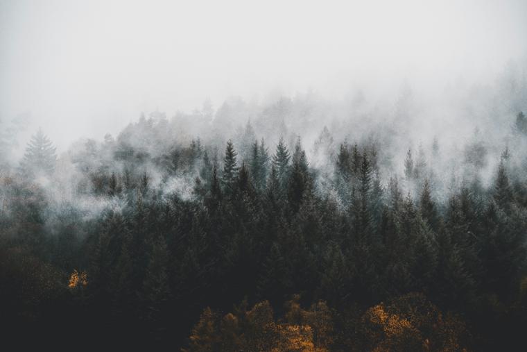 Nebel im Schwarzwald